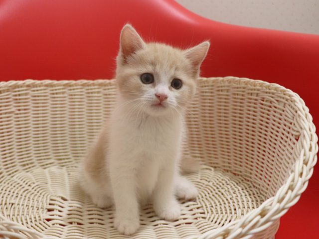 スコティッシュフォールドの子猫画像