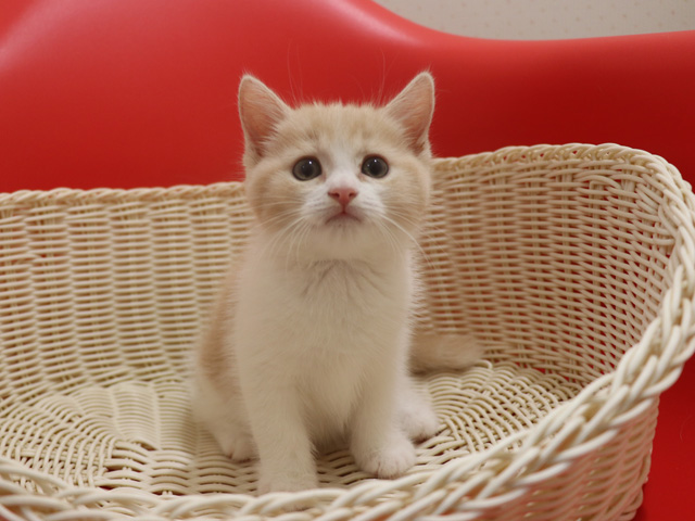 スコティッシュフォールドの子猫画像