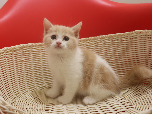 スコティッシュフォールドの子猫画像