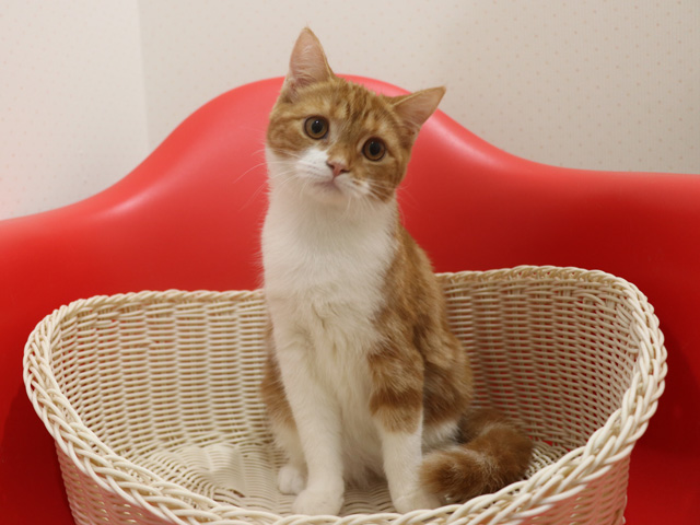 スコティッシュフォールドの子猫画像