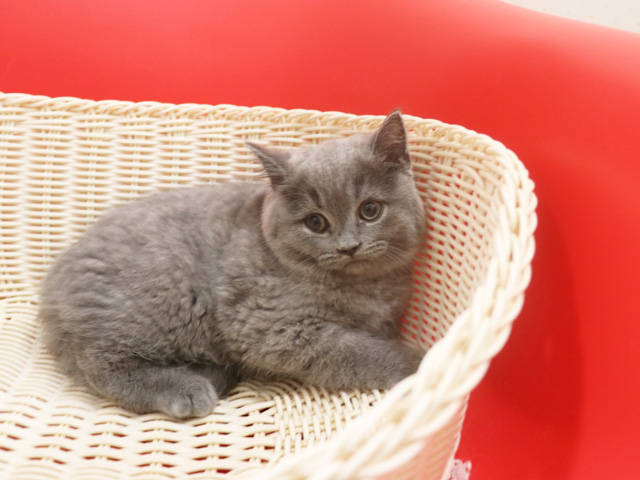 スコティッシュフォールドの子猫画像