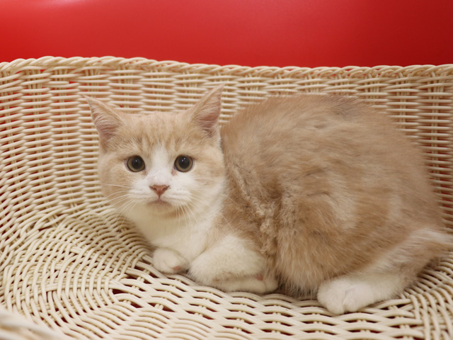 スコティッシュフォールドの子猫画像