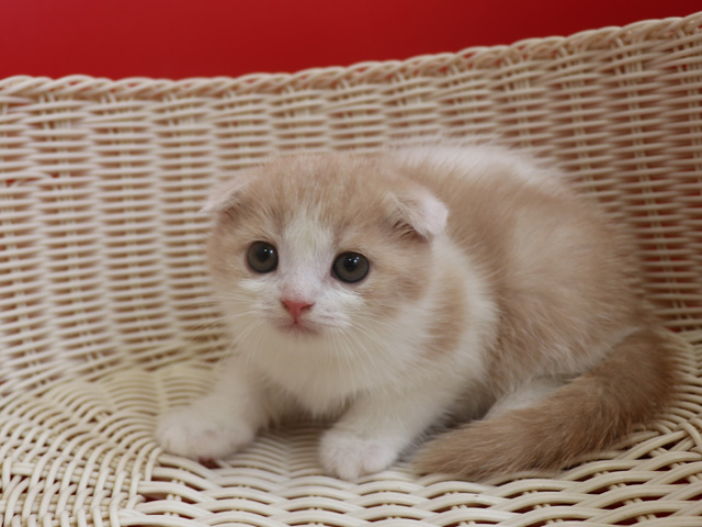 スコティッシュフォールドの子猫画像