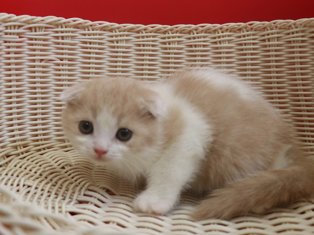 スコティッシュフォールドの子猫画像