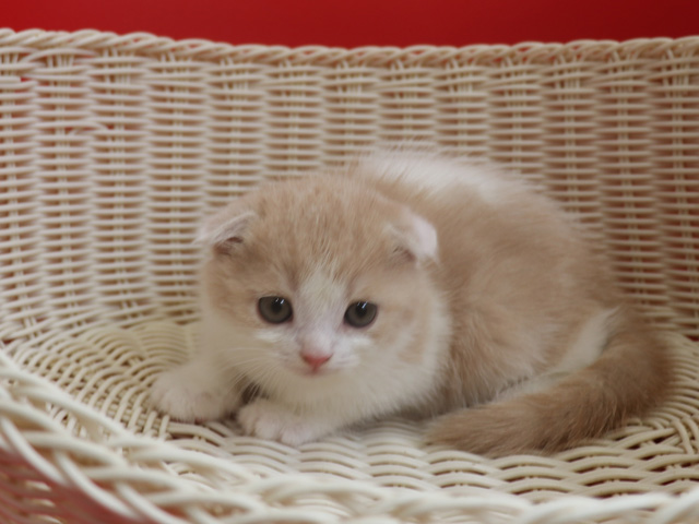 スコティッシュフォールドの子猫画像