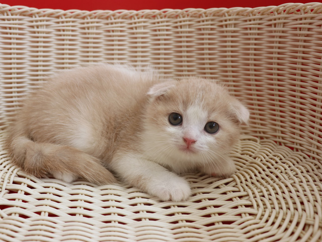 スコティッシュフォールドの子猫画像