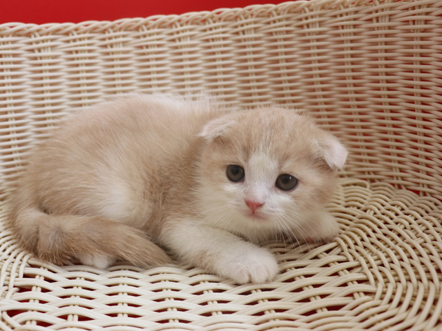 スコティッシュフォールドの子猫画像