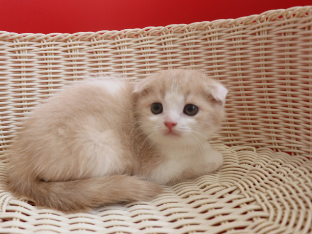 スコティッシュフォールドの子猫画像