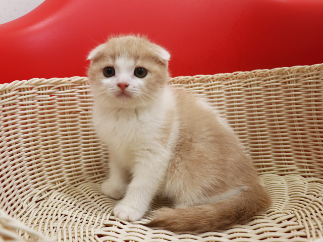 スコティッシュフォールドの子猫画像