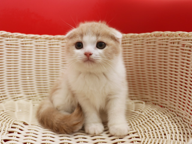 スコティッシュフォールドの子猫画像
