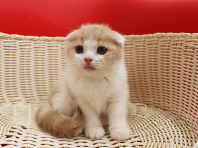 スコティッシュフォールドの子猫画像
