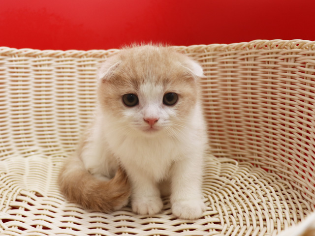 スコティッシュフォールドの子猫画像