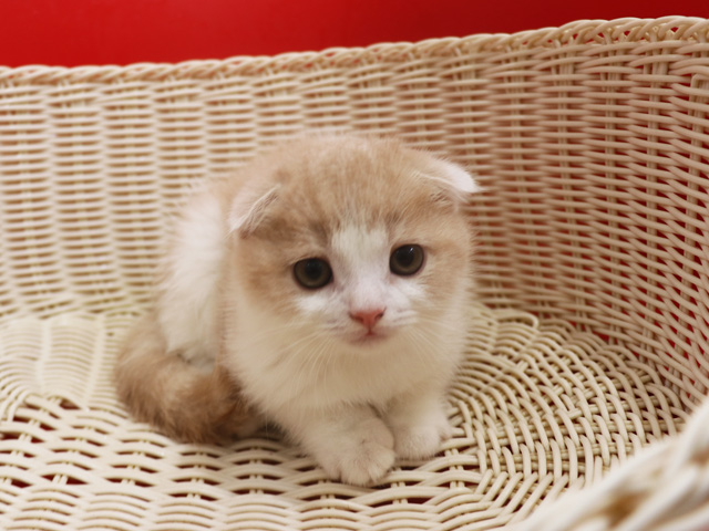 スコティッシュフォールドの子猫画像