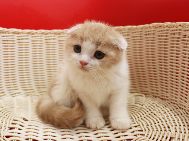 スコティッシュフォールドの子猫画像