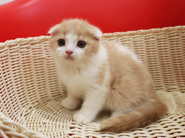 スコティッシュフォールドの子猫画像