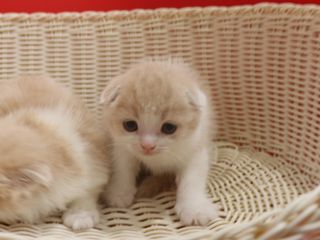 スコティッシュフォールドの子猫画像