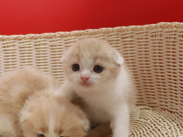 スコティッシュフォールドの子猫画像