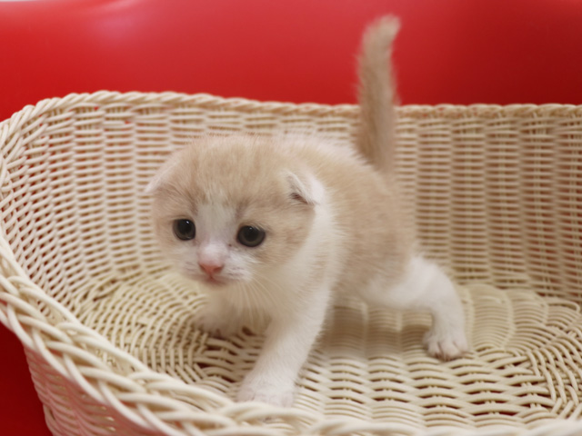 スコティッシュフォールドの子猫画像