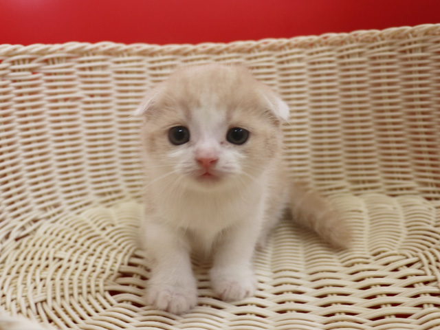 スコティッシュフォールドの子猫画像