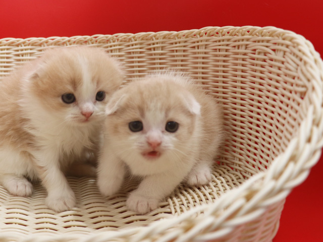 スコティッシュフォールドの子猫画像