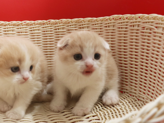 スコティッシュフォールドの子猫画像