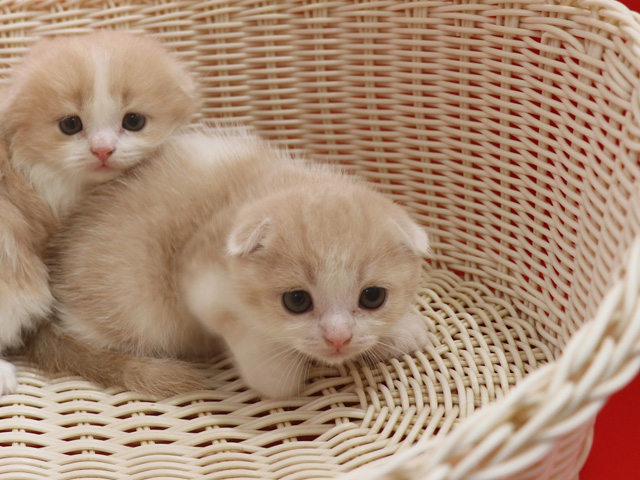 スコティッシュフォールドの子猫画像