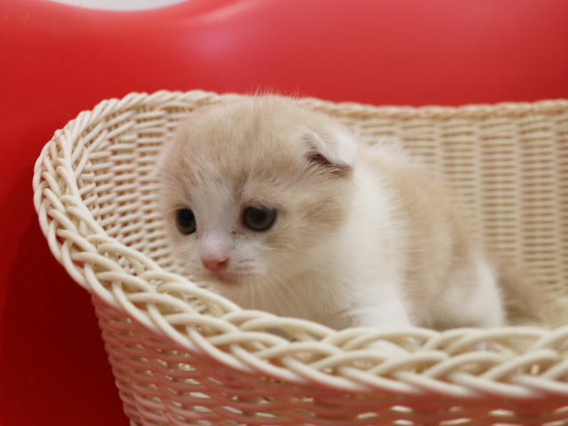 スコティッシュフォールドの子猫画像