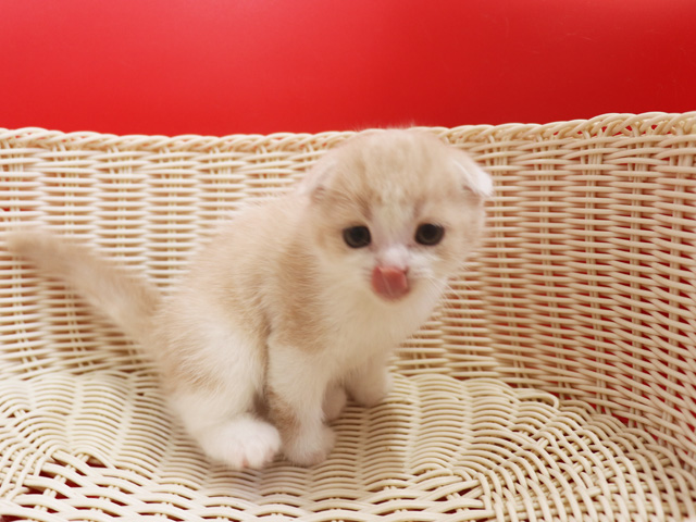 スコティッシュフォールドの子猫画像