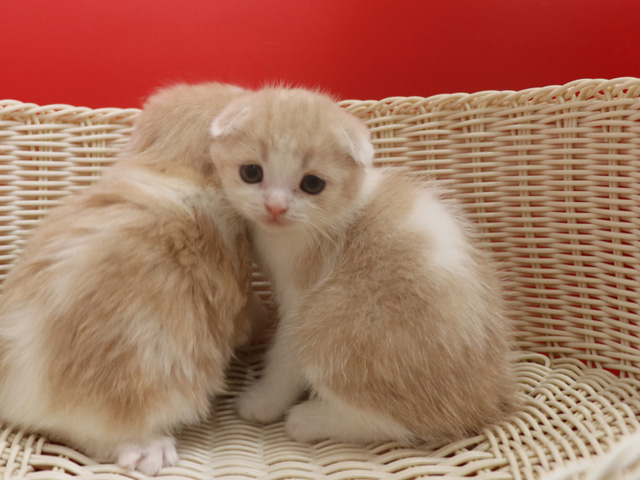 スコティッシュフォールドの子猫画像
