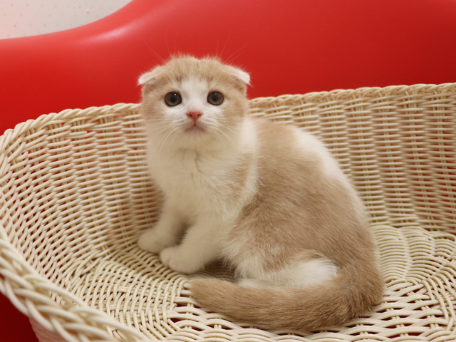 スコティッシュフォールドの子猫画像