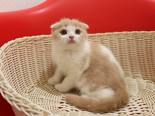 スコティッシュフォールドの子猫画像