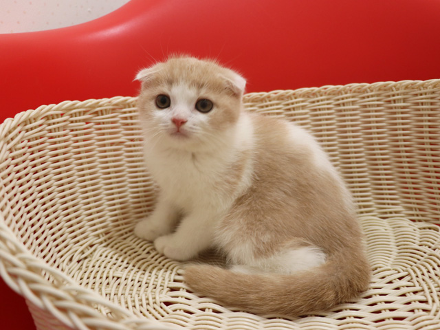 スコティッシュフォールドの子猫画像