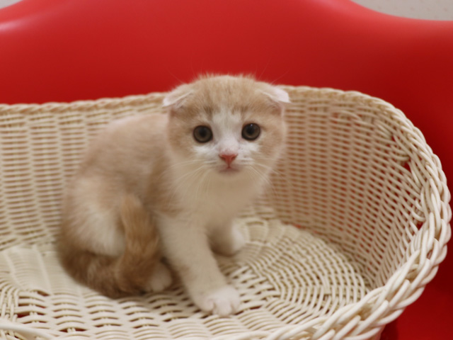 スコティッシュフォールドの子猫画像