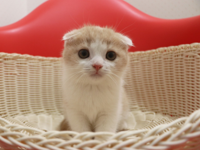 スコティッシュフォールドの子猫画像