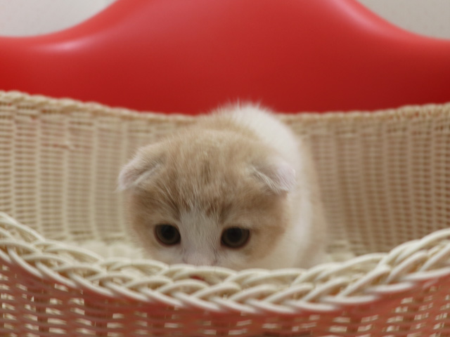 スコティッシュフォールドの子猫画像