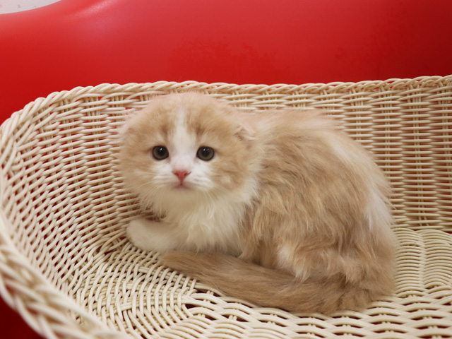 スコティッシュフォールド子猫画像