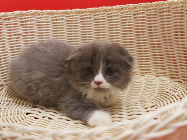 スコティッシュフォールド子猫画像