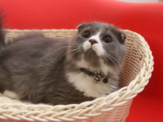 スコティッシュフォールド子猫画像