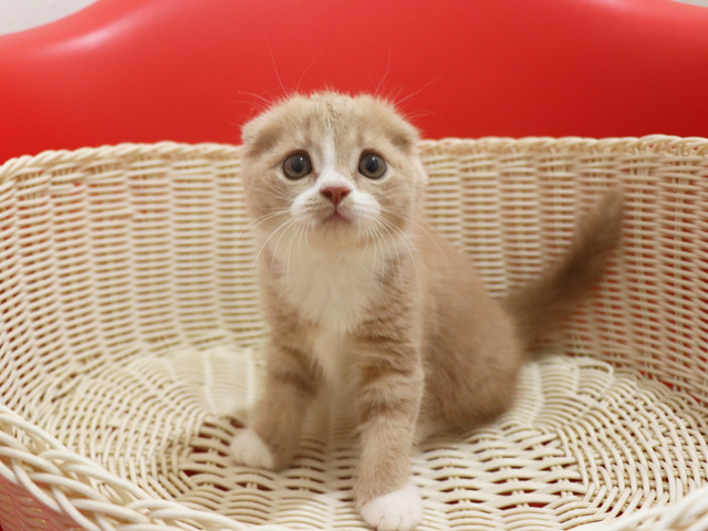 スコティッシュフォールド子猫画像