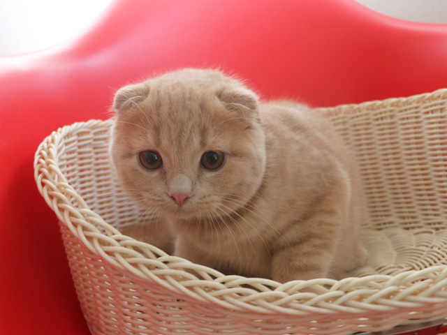 �X�R�e�B�b�V���t�H�[���h�̎q�L�摜