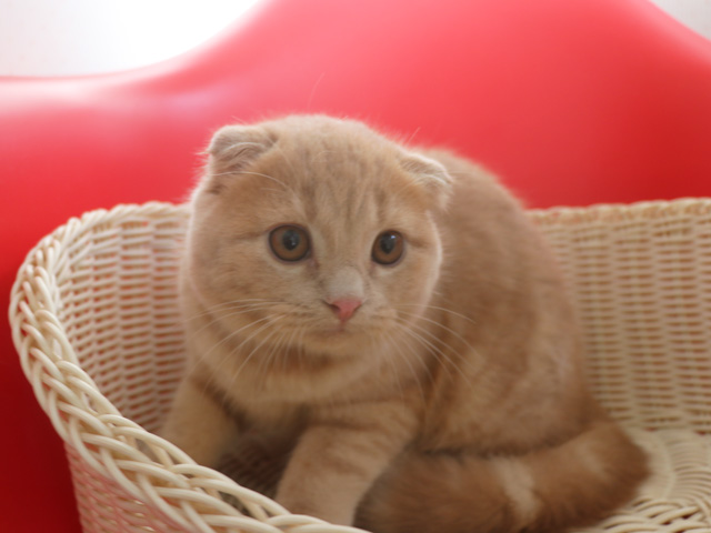 �������߂̎q�L�摜