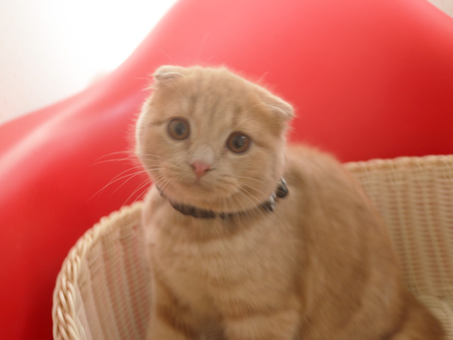 �X�R�e�B�b�V���t�H�[���h�̎q�L�摜