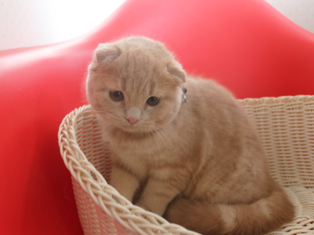 �X�R�e�B�b�V���t�H�[���h�̎q�L�摜