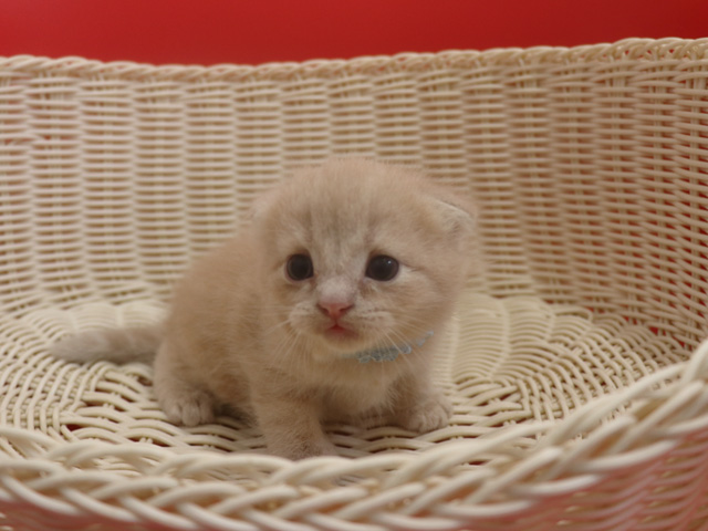 スコティッシュフォールド子猫画像