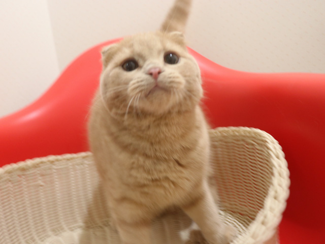 �������߂̎q�L�摜