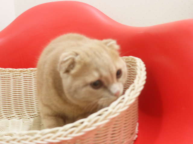 �X�R�e�B�b�V���t�H�[���h�̎q�L�摜