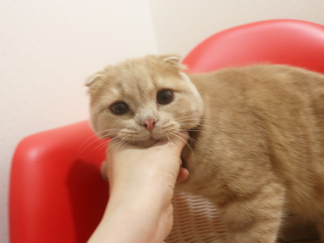 �X�R�e�B�b�V���t�H�[���h�̎q�L�摜