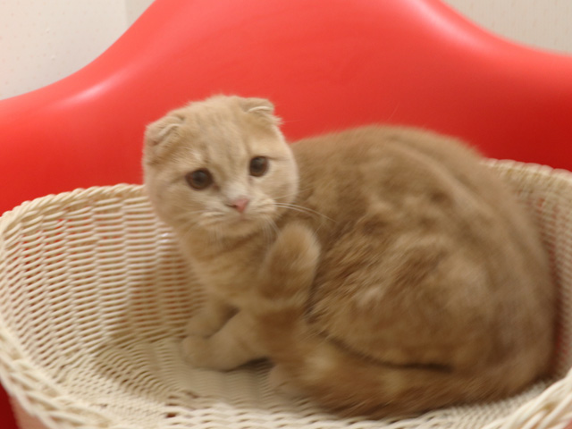 �X�R�e�B�b�V���t�H�[���h�̎q�L�摜