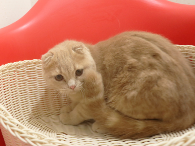 �X�R�e�B�b�V���t�H�[���h�̎q�L�摜