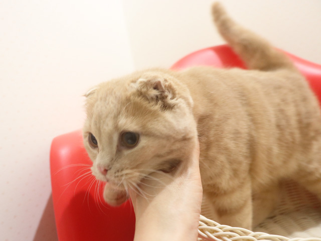 �X�R�e�B�b�V���t�H�[���h�̎q�L�摜